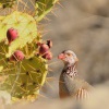 Orebice pouštní - Alectoris barbara - Barbary Partridge 4214